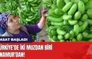 Türkiye'de İki Muzdan Biri Anamur'dan! Hasat Başladı