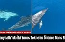 Konyaaltı'nda İki Yunus Teknenin Önünde Dans Etti