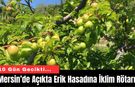 Mersin’de Açıkta Erik Hasadına İklim Rötarı!