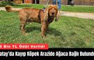 Hatay’da Kayıp Köpek Arazide Ağaca Bağlı Bulundu!