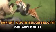 Fil üstünde safari yapan adamı kaplan kaptı