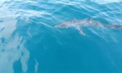 Balıkçı teknesine köpekbalığı tac*zi