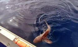  Amatör balıkçının köpek balığı kabusu