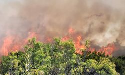 Manavgat'taki orman yangını ihmalden dolayı mı çıktı?