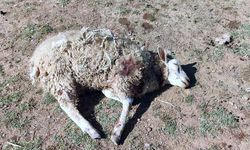 Bursa'da sokak köpekleri koyunları parçaladı