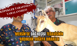 Mersin'de dağ keçisi tedavisinin ardından doğaya bırakıldı