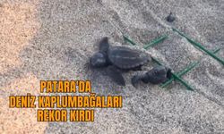 Patara'da deniz kaplumbağaları rekor kırdı