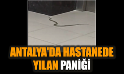 Antalya'da hastanede yılan paniği