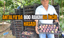 Antalya'da 800 rakımda incir hasadı