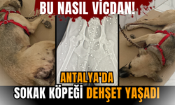 Bu nasıl vicdan! Antalya'da sokak köpeği dehşet yaşadı