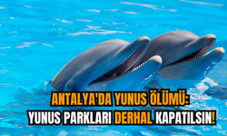 Antalya'da yunus ölümü: Yunus parkları derhal kapatılsın!