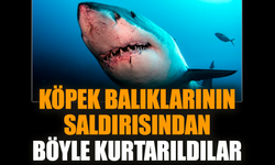 Köpek balıklarının saldırısından böyle kurtarıldılar