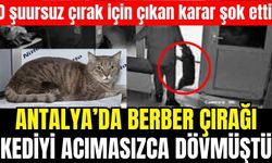 Antalya'da kediyi acımasızca döven çırak için şok karar