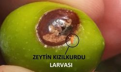 Antalya'da çıkan zeytin kızılkurduna dikkat 
