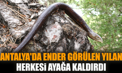 Antalya'da ender görülen yılan herkesi ayağa kaldırdı