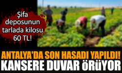 Şifa deposunun Antalya'da hasadı yapıldı! Kanseri önlüyor