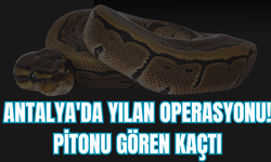 Antalya'da yılan operasyonu! Pitonu gören kaçtı