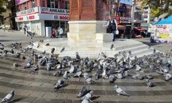Bursa'da vatandaş güvercinleri ıslattı, dakikalarca banyo yaptılar