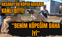 Aksaray'da köpek kavgası: Benim köpeğim seninkinden daha iyi