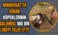 Manavgat'ta sokak köpeklerinin saldırısı 100 bin lirayı telef etti