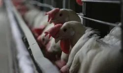 Tavuk eti yıllık üretimi azaldı