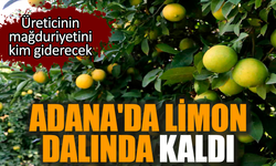 Adana'da limon dalında kaldı! Üretici mağdur durumda