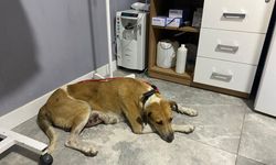 Osmaniye Belediyesi tümörle mücadele eden sokak köpeğine hayat verdi!