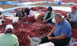 Maraş biberi yılın son hasadını tamamladı!