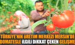 Türkiye’nin üretim yeri Mersin’de domatesle ilgili gelişme