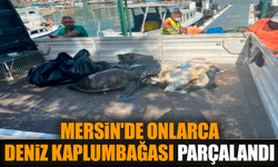 Mersin'de onlarca deniz kaplumbağası parçalandı