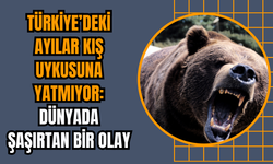 Türkiye’deki Ayılar Kış Uykusuna Yatmıyor: Dünyada Şaşırtan Bir Olay