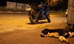 Yola atlayan köpek motosiklet sürücüsünün ölümüne neden oluyordu