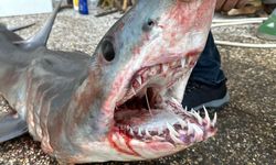 Kısa yüzgeçli Mako köpek balığı Mersin'de sahile vurdu