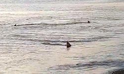 Meksika'da köpek balığı kadına saldırıp öldürdü!