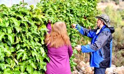 Mersin Anamur'da passiflora hasadı başladı