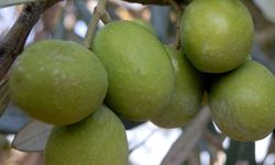 Mersin'de üreticiler zeytinyağı fiyatlarından memnun