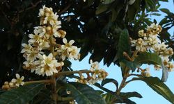 Mersin'de yenidünya ağaçları çiçek açtı