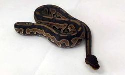 Piton yılanını sosyal medyadan satmaya çalıştı!