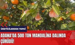 Adana'da 500 ton mandalina dalında çürüdü