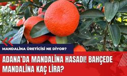 Adana'da mandalina hasadı! Bahçede mandalina kaç lira?