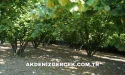 Ordu Çamaş'ta icradan satılık 4.241 m² fındık bahçesi