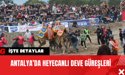 Antalya’da Heyecanlı Deve Güreşleri