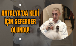 Antalya’da Kedi İçin Seferber Olundu!
