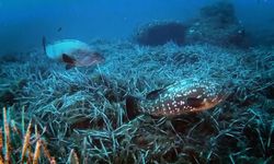 Denizlerde korkutan sıcaklık artışı! Akdeniz ve Ege'de balıklar büyük tehlikede