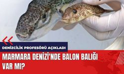 Marmara Denizi'nde balon balığı var mı?