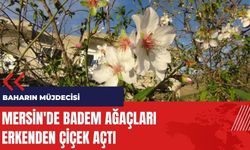 Mersin'de baharın müjdecisi badem ağaçları çiçek açtı