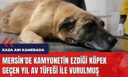 Mersin'de kamyonetin ezdiği köpek geçen yıl av tüfeği ile vurulmuş