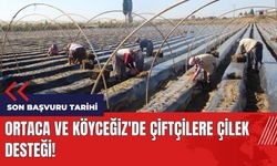 Ortaca ve Köyceğiz'de çiftçilere çilek desteği! YİKOP son başvuru tarihi