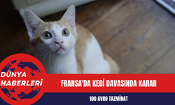 Fransa'da Kedi Davasında Karar: 100 Avro Tazminat