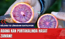 Adana kan portakalında hasat zamanı! Kilosu 12 liradan satılıyor